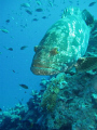   big grouper  